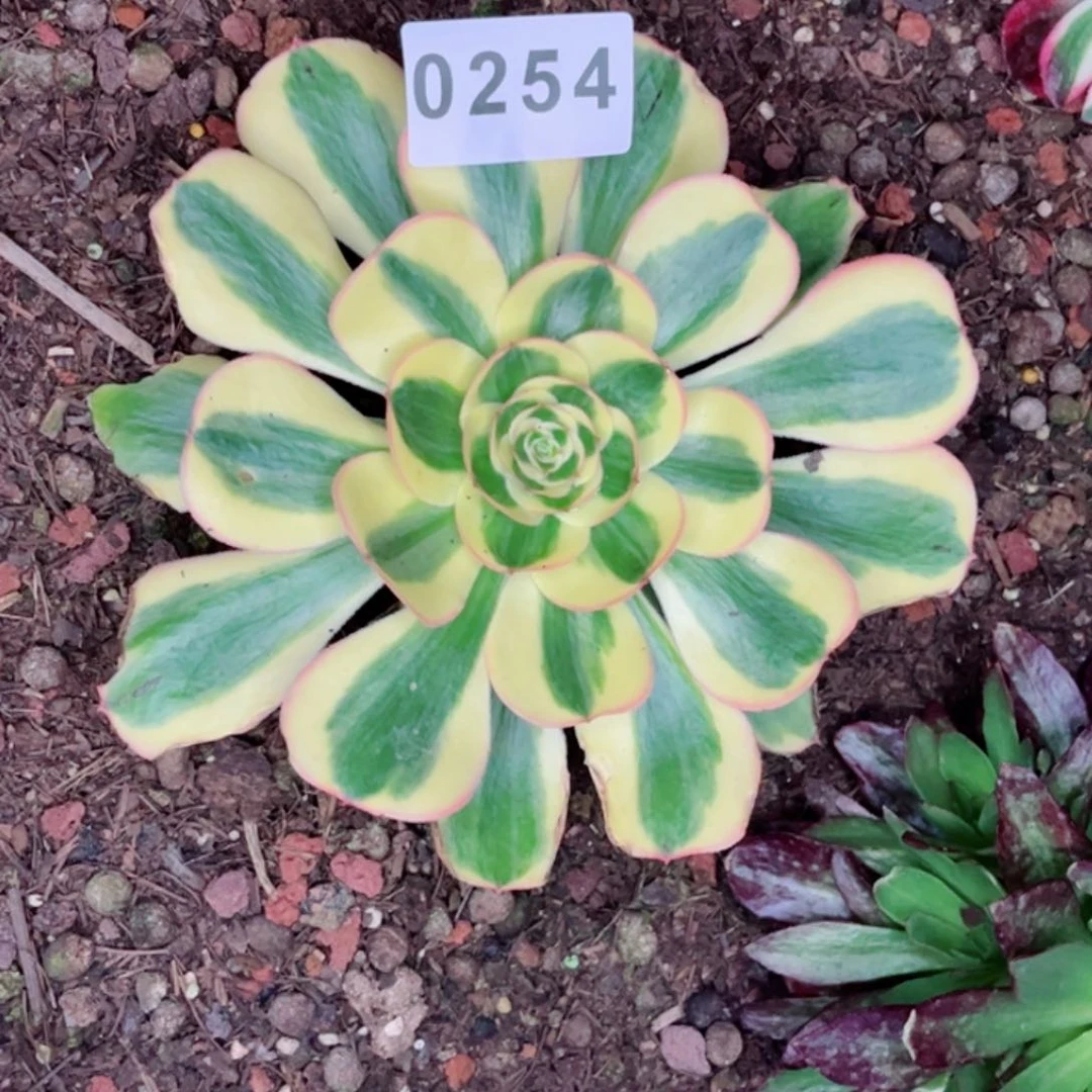 怀****兰君美肌多肉发货