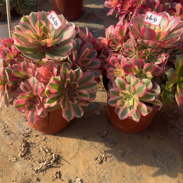 26-0。31女巫多肉不包售后