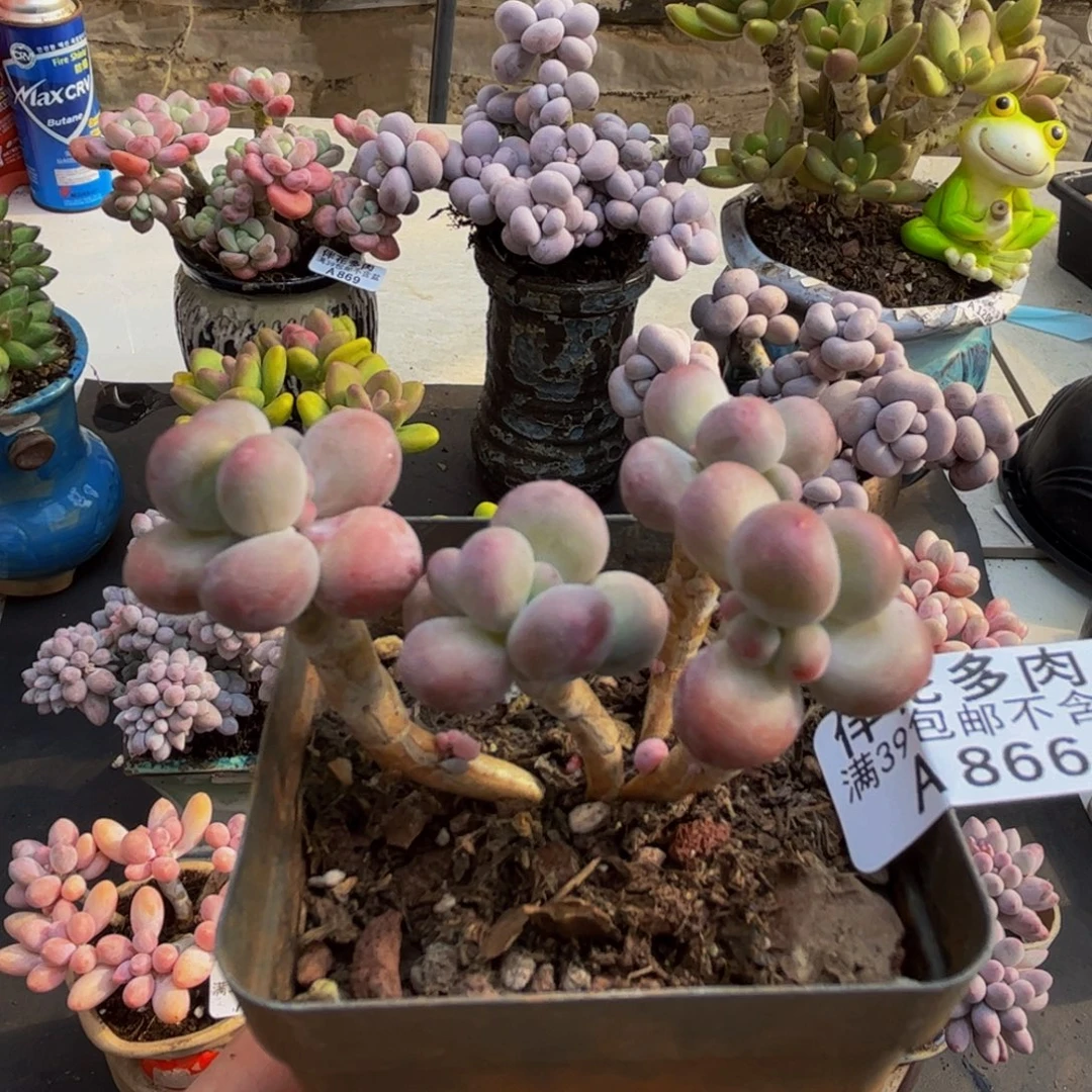 866/5cm苹果奶多肉