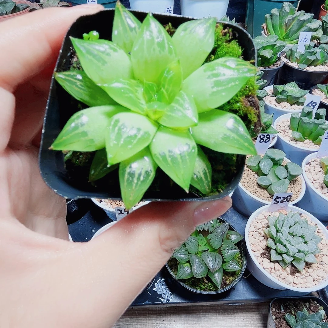 水晶寿多肉植物66666
