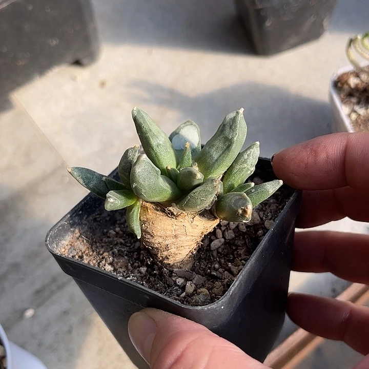 无花朵实生岩牡丹三头