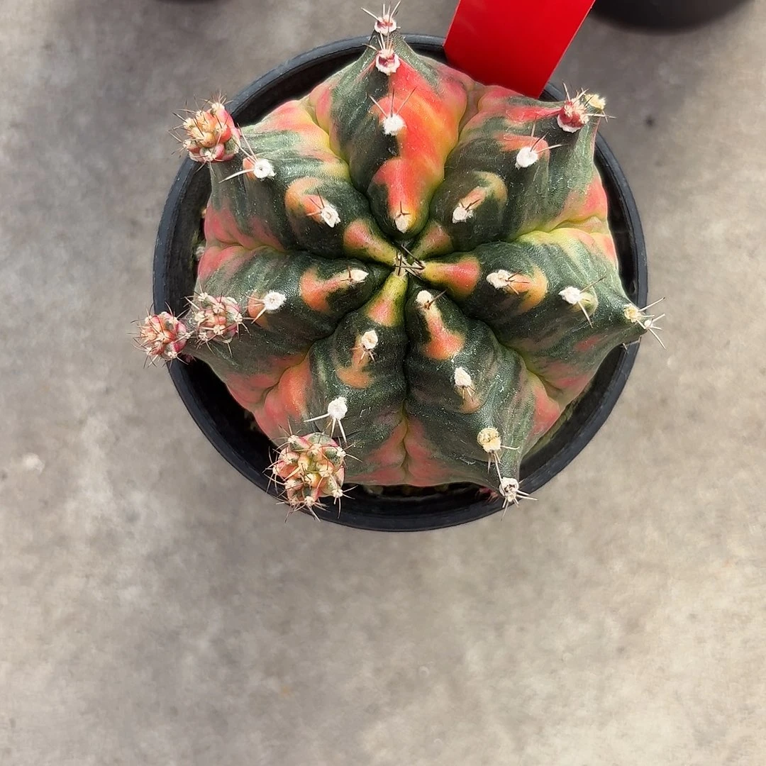 L***nL435-1114广东发货