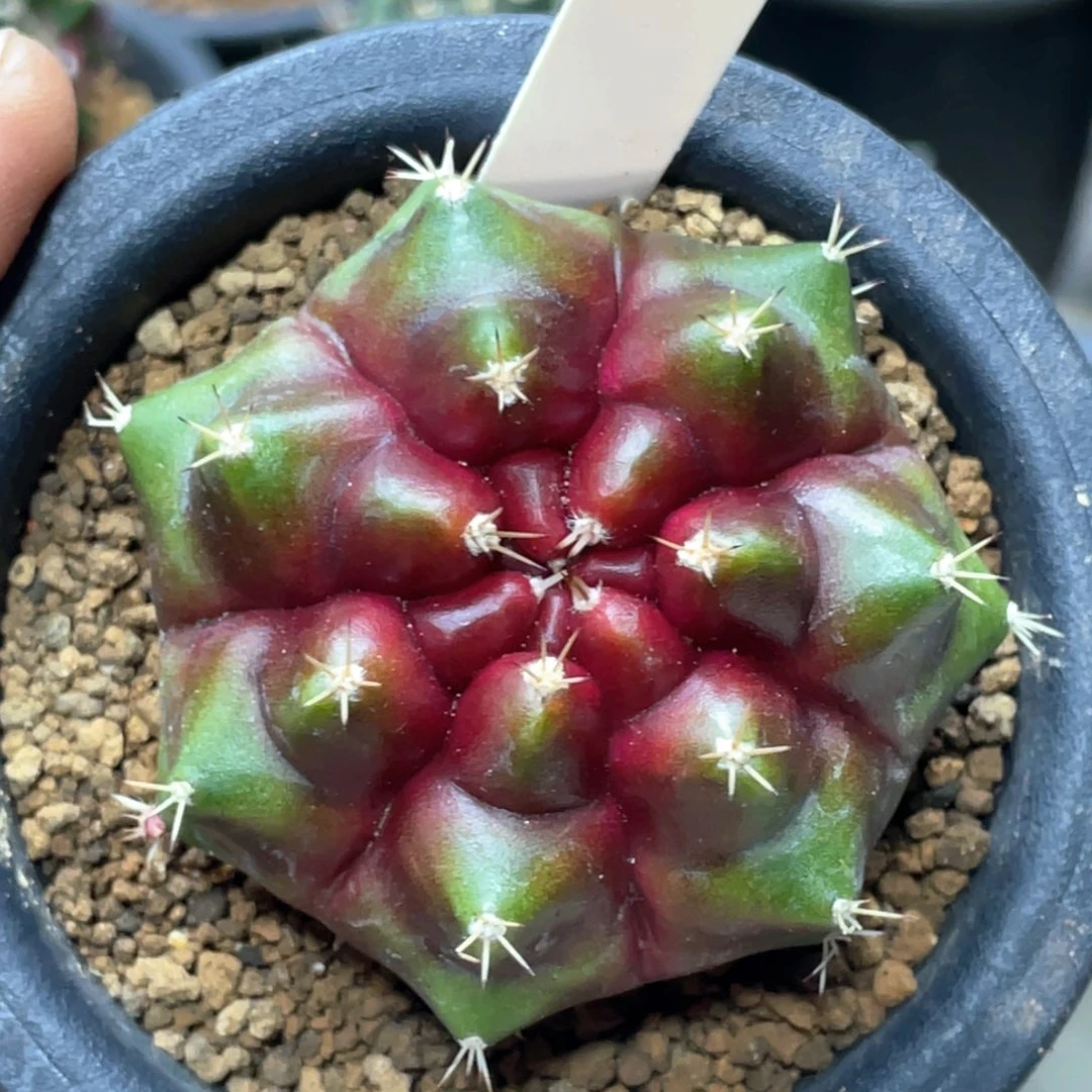 当前无花朵，栽培后可花朵皮色球