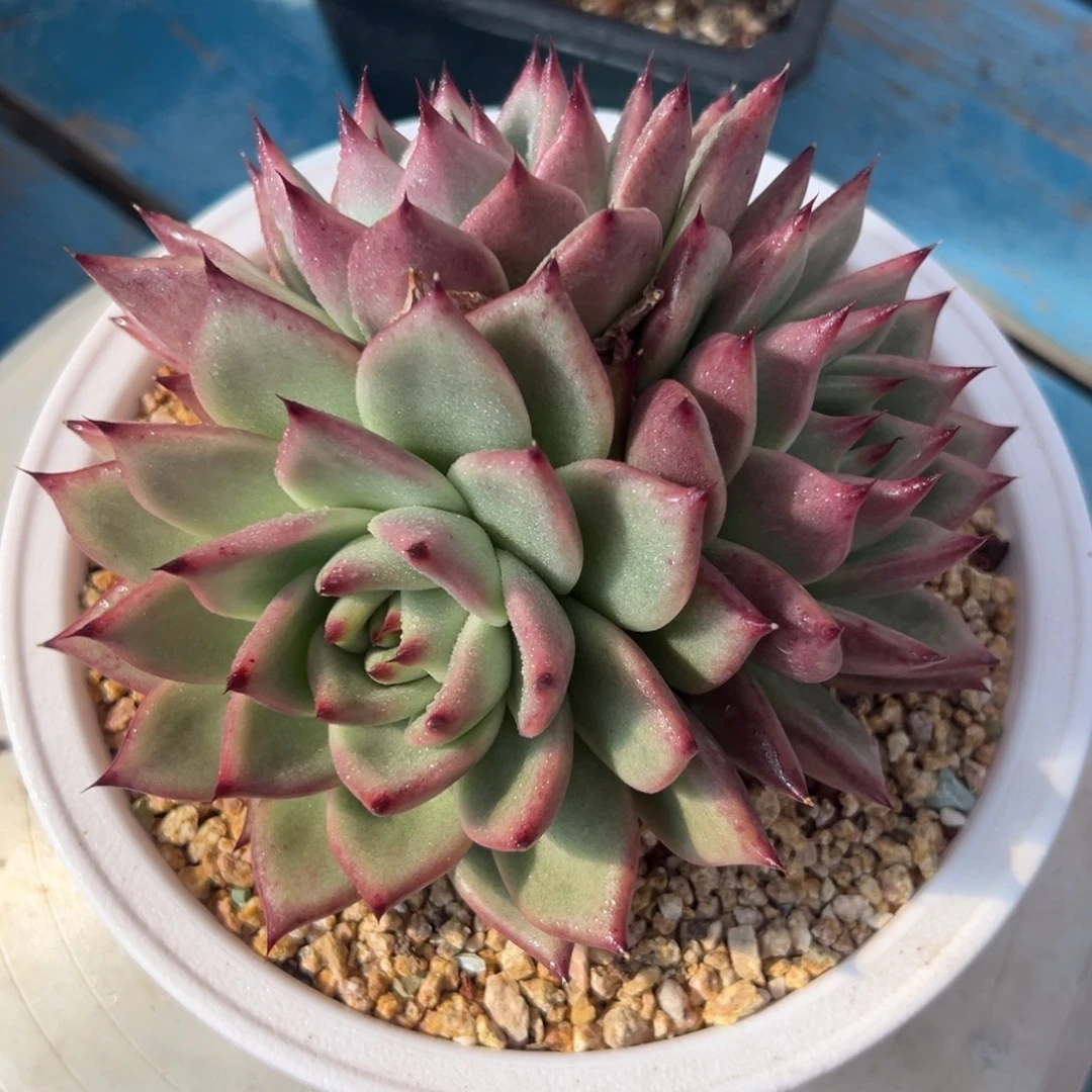 多肉植物一物一拍（41号）