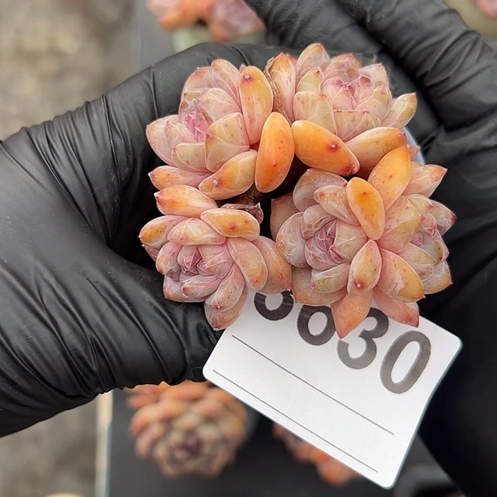 3630，五头星影带盆发的