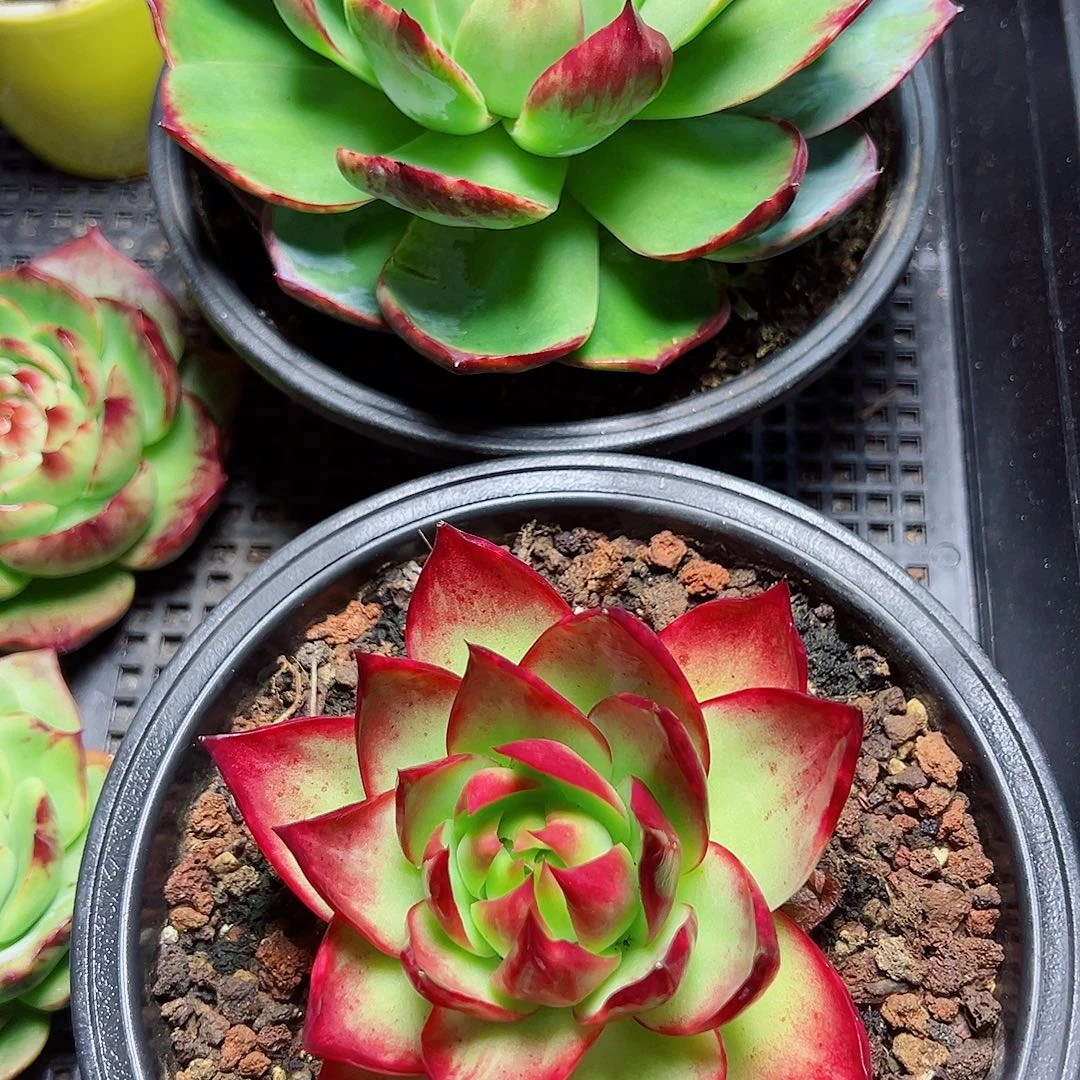 惊鸿仙子多肉植物