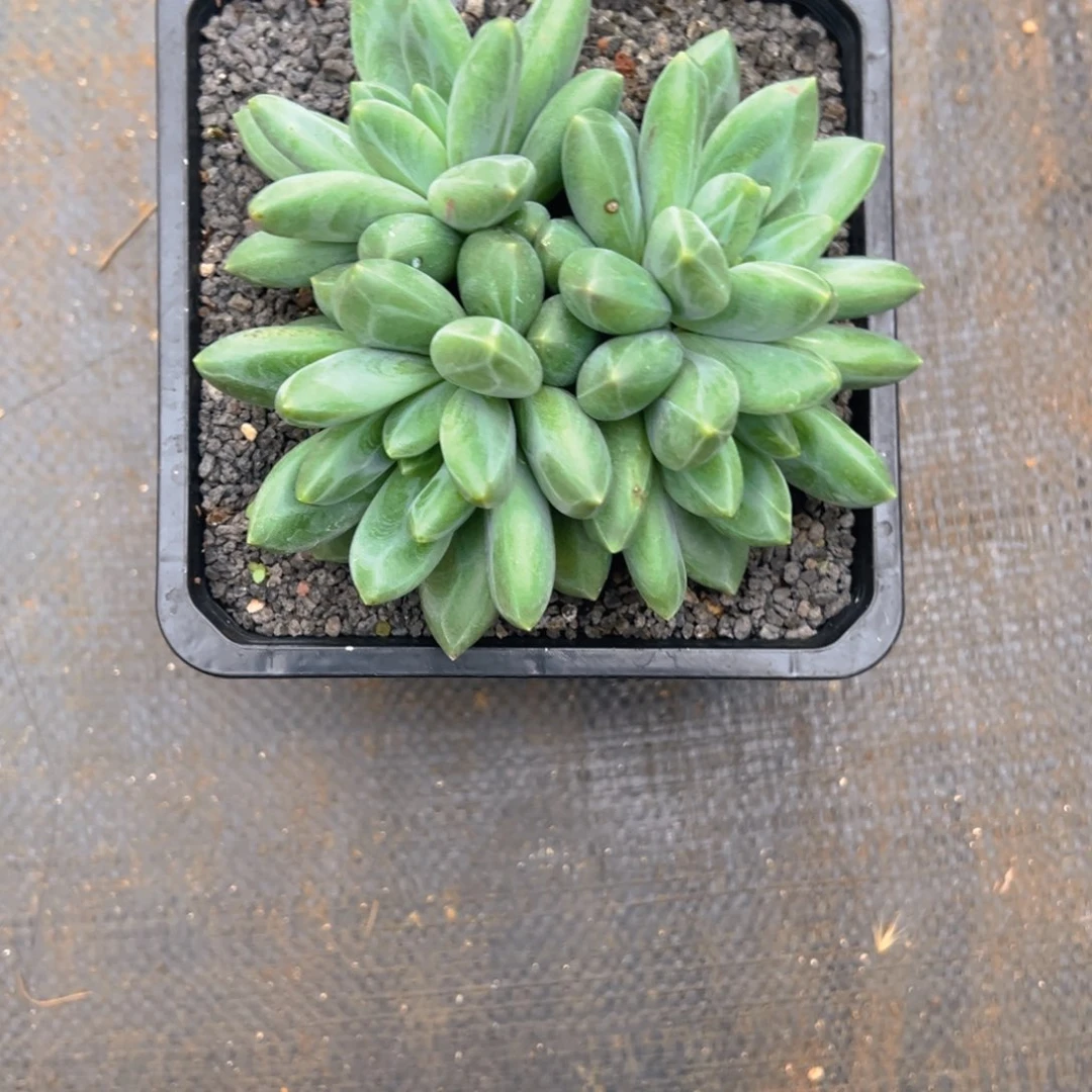 ****汉堡 玄女 11111发货