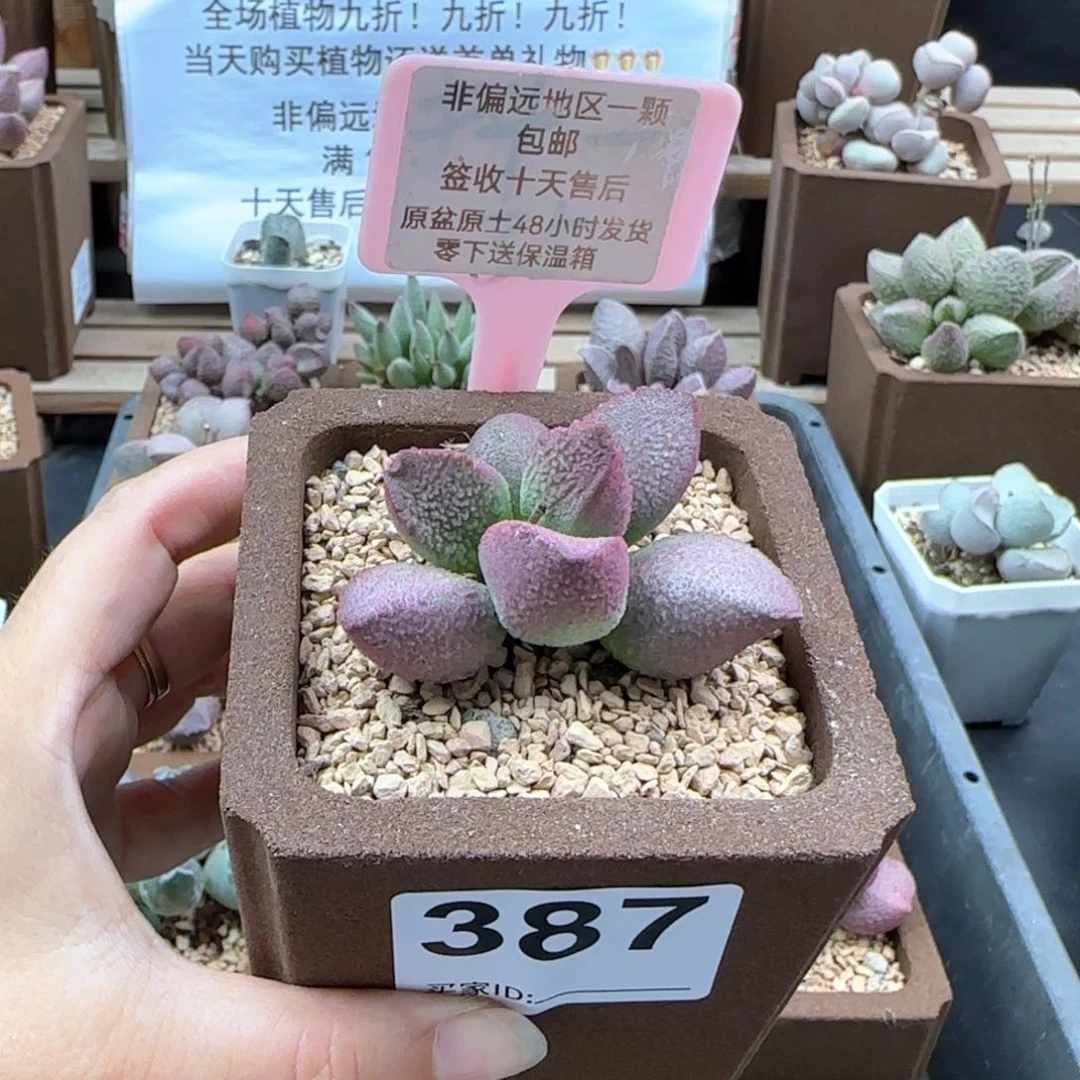 387赛猪肝多肉植物