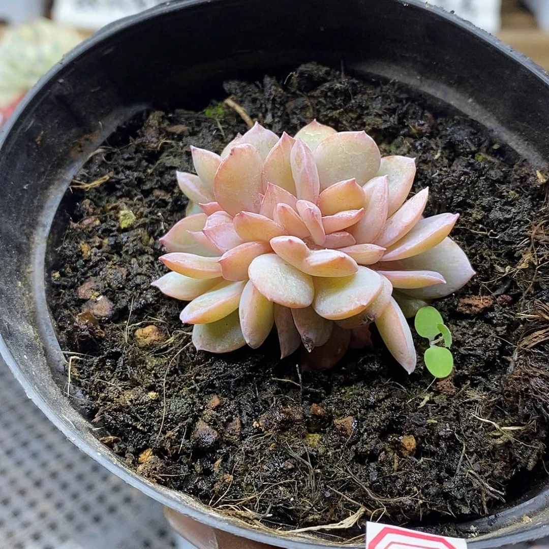 ?**。23233 国版奶茶缀