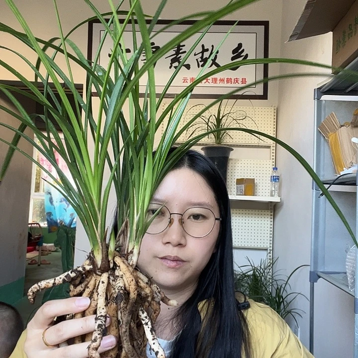 大部分开放少量花苞