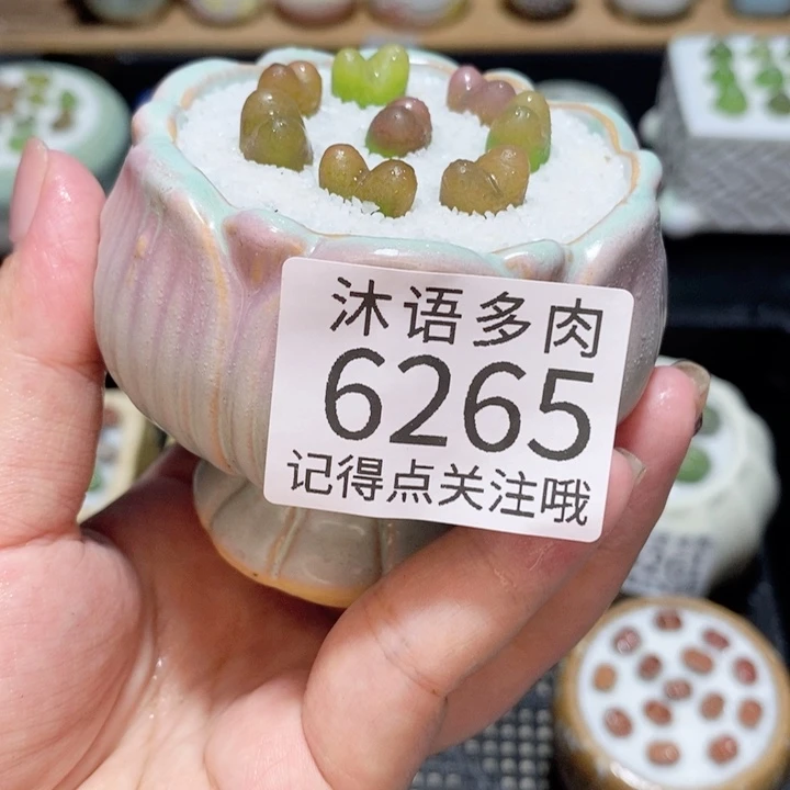 带盆土发货 精美盆栽6265