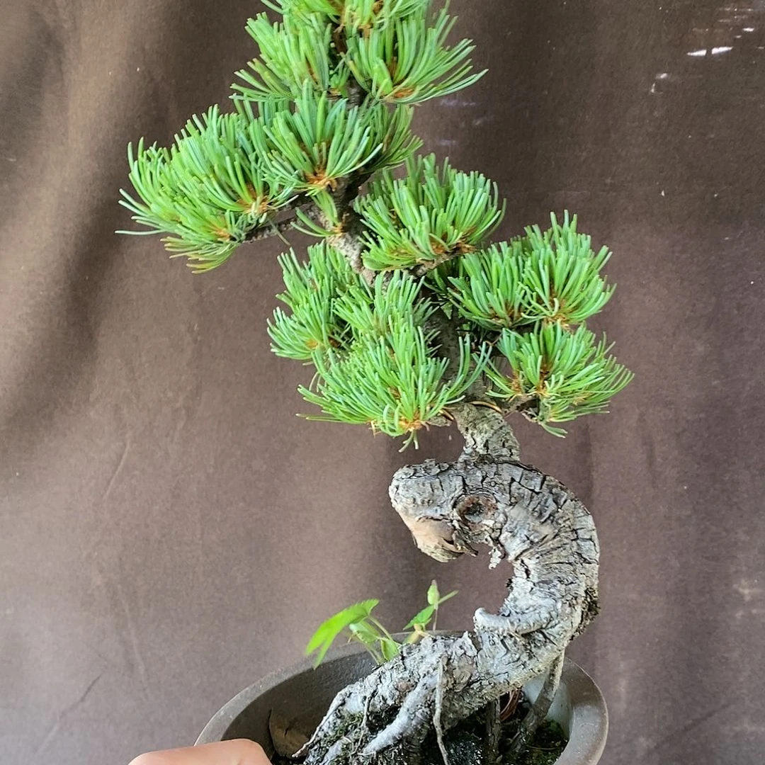 【闪购商品】无花朵