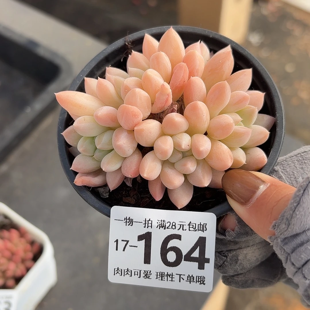 陨石无盆土发货无