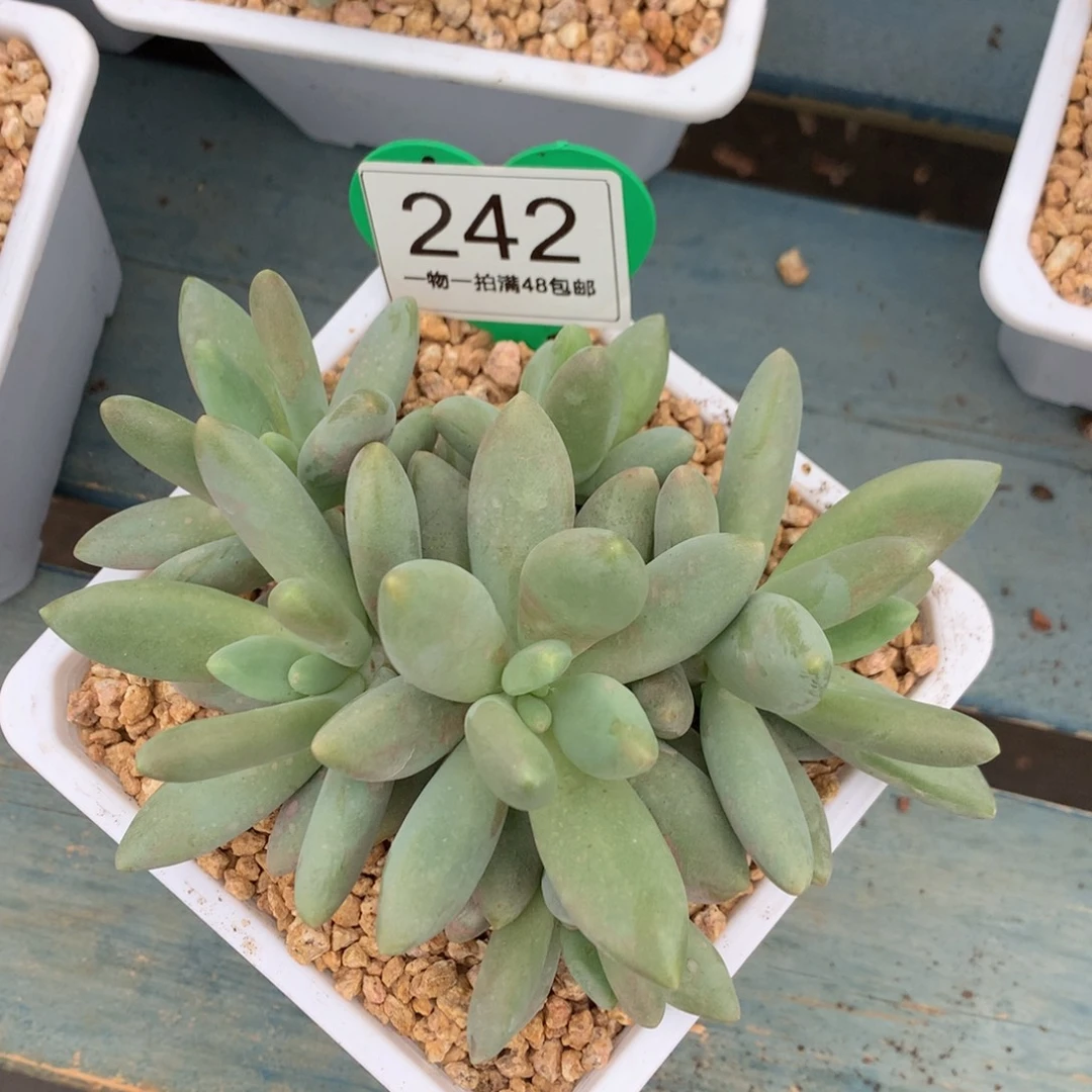 白兰地无砍平头捧花242