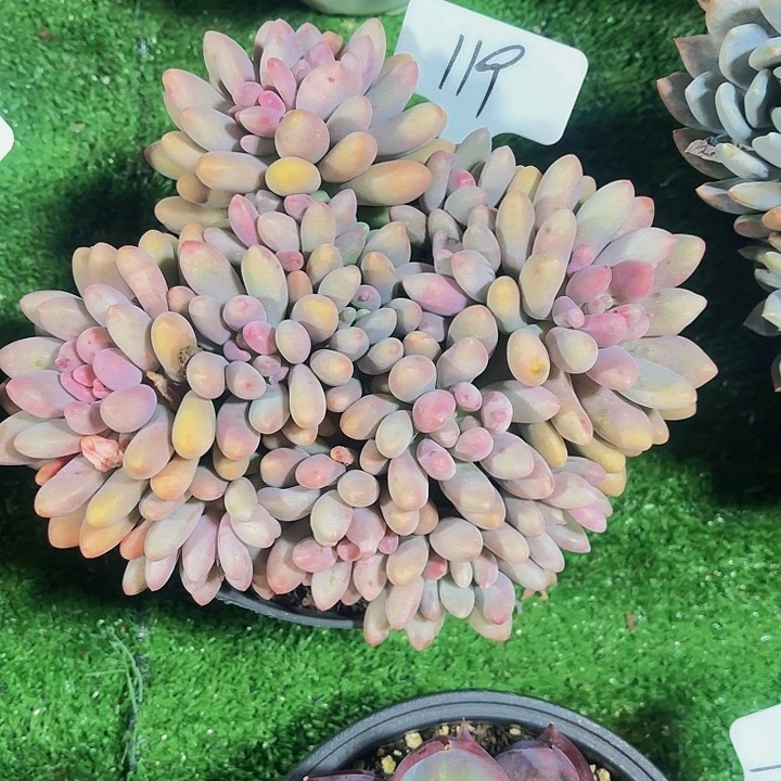 豆***姐丽娟花卉粉美人多头