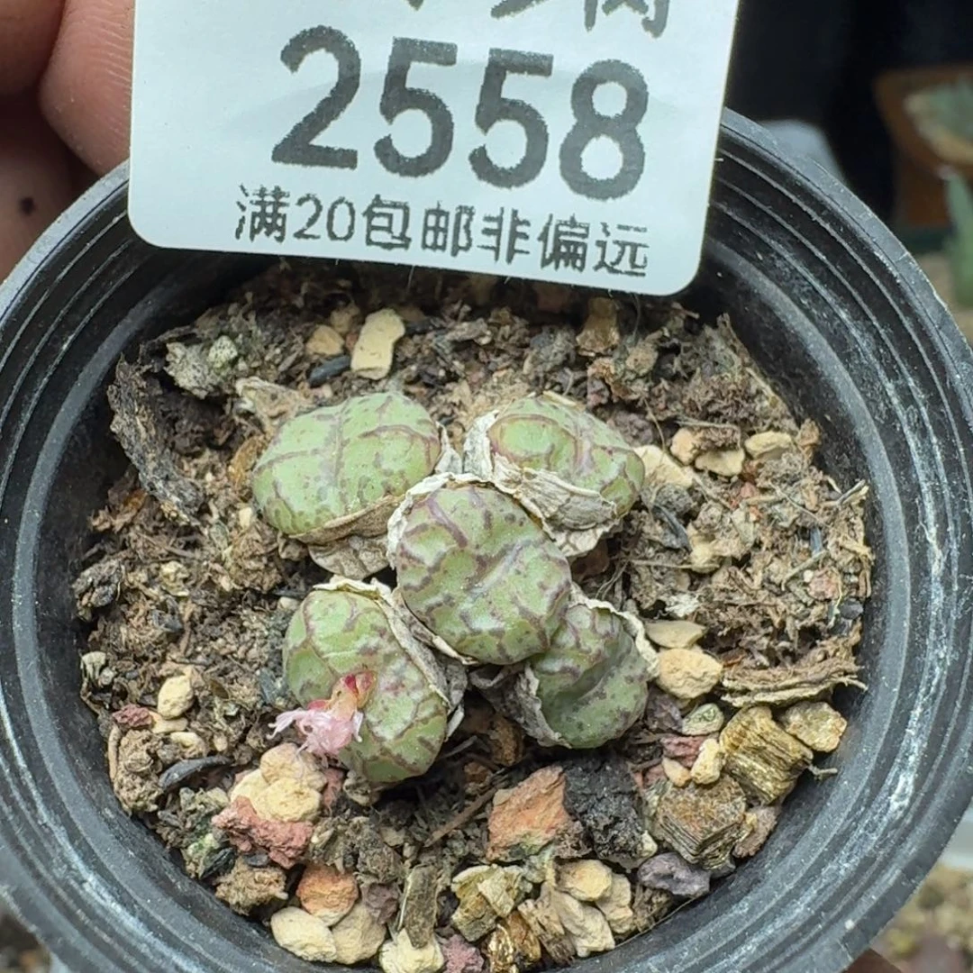 青姬带盆土。