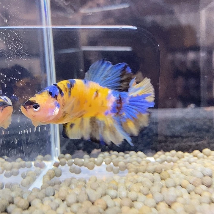 斗鱼黑43号巨丢将军