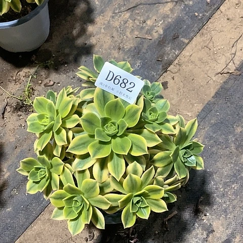 682星爆多肉法师锦