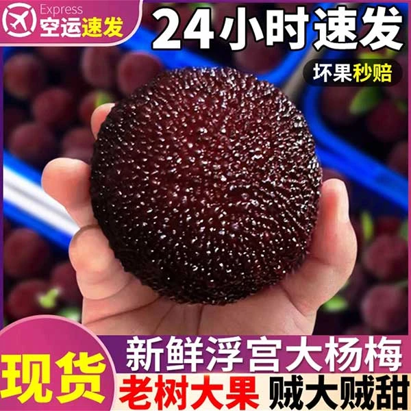 【顺丰空运】正宗福建浮宫杨梅鲜果当季现摘超甜大果孕妇新鲜水果
