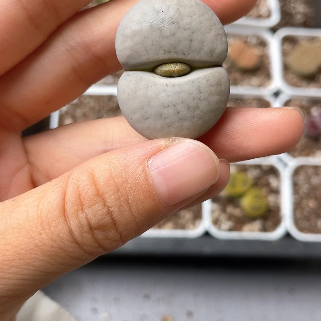 7275大棚清仓甩卖了3.3