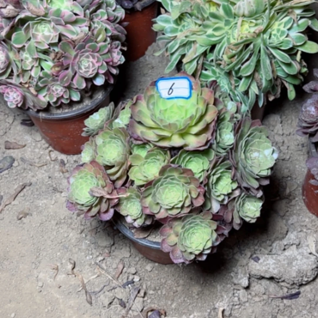 【闪购商品】多肉植物抹茶6