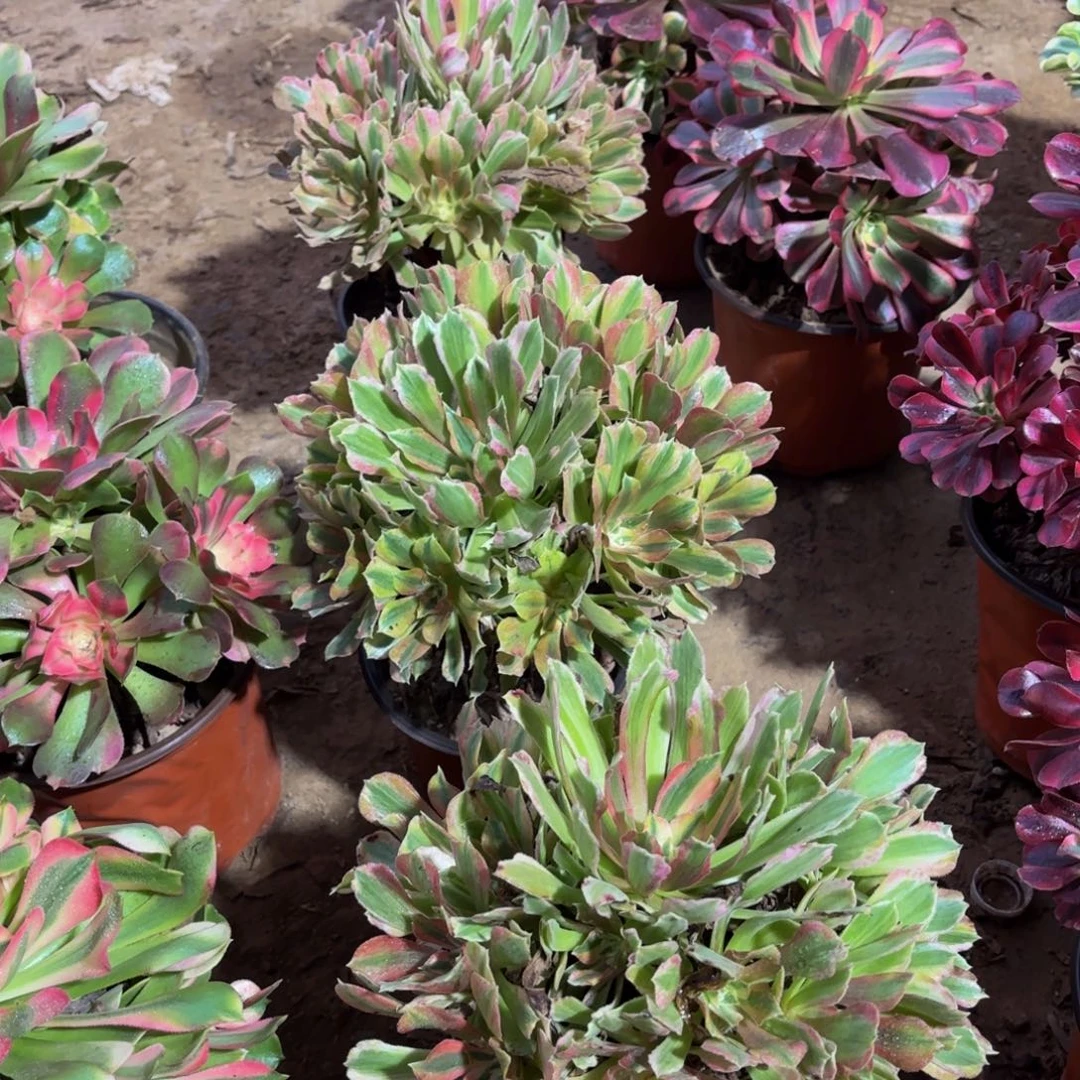 光辉法师9.9多肉植物