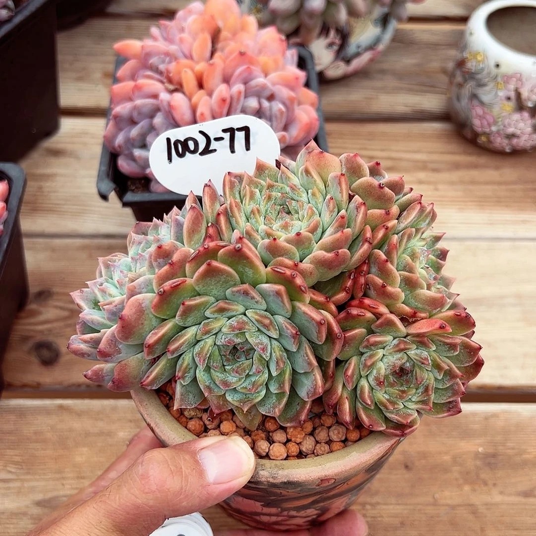 1002-77冰魄朵朵缀