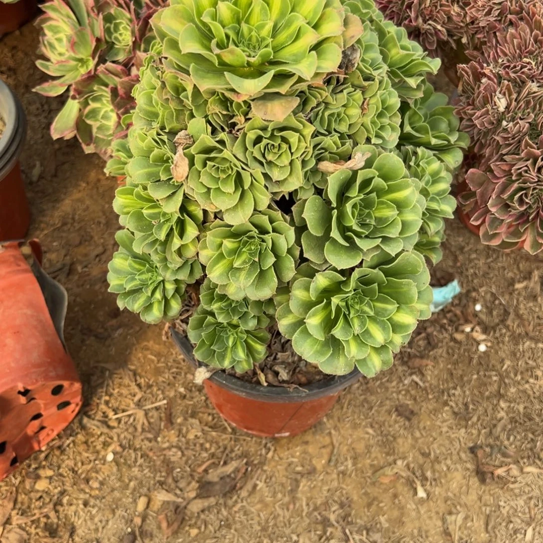 877翡翠琉璃多肉植物