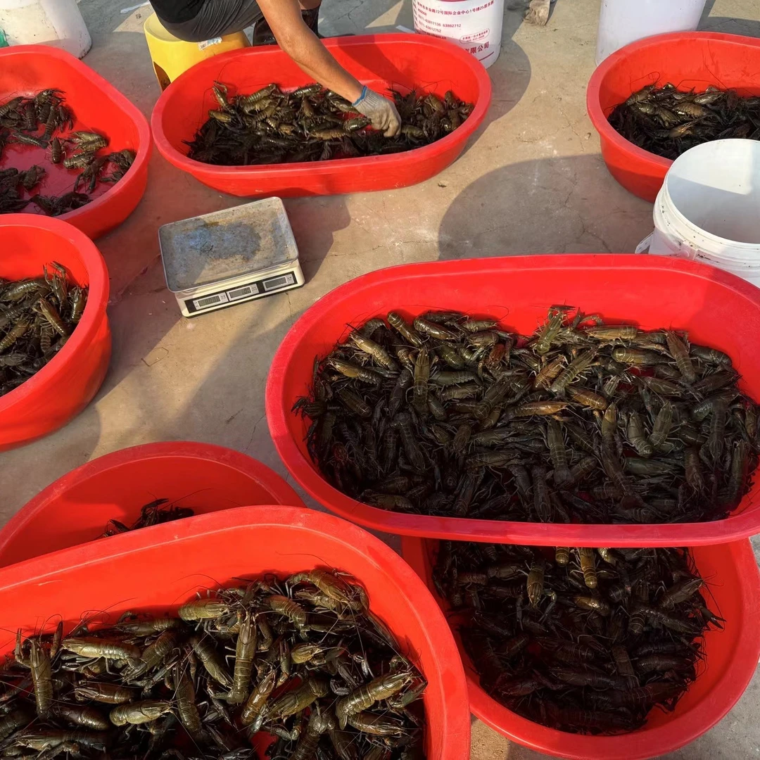 澳洲淡水蓝龙虾每天现捕捞现发货