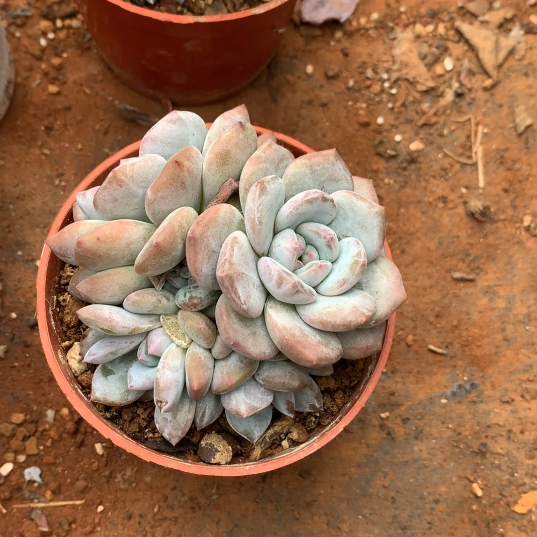 5透哈哈哈哈哈哈哈哈哈哈哈