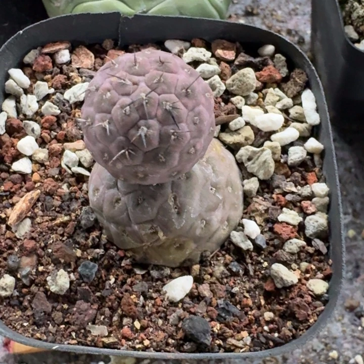 习志野自根仙人球