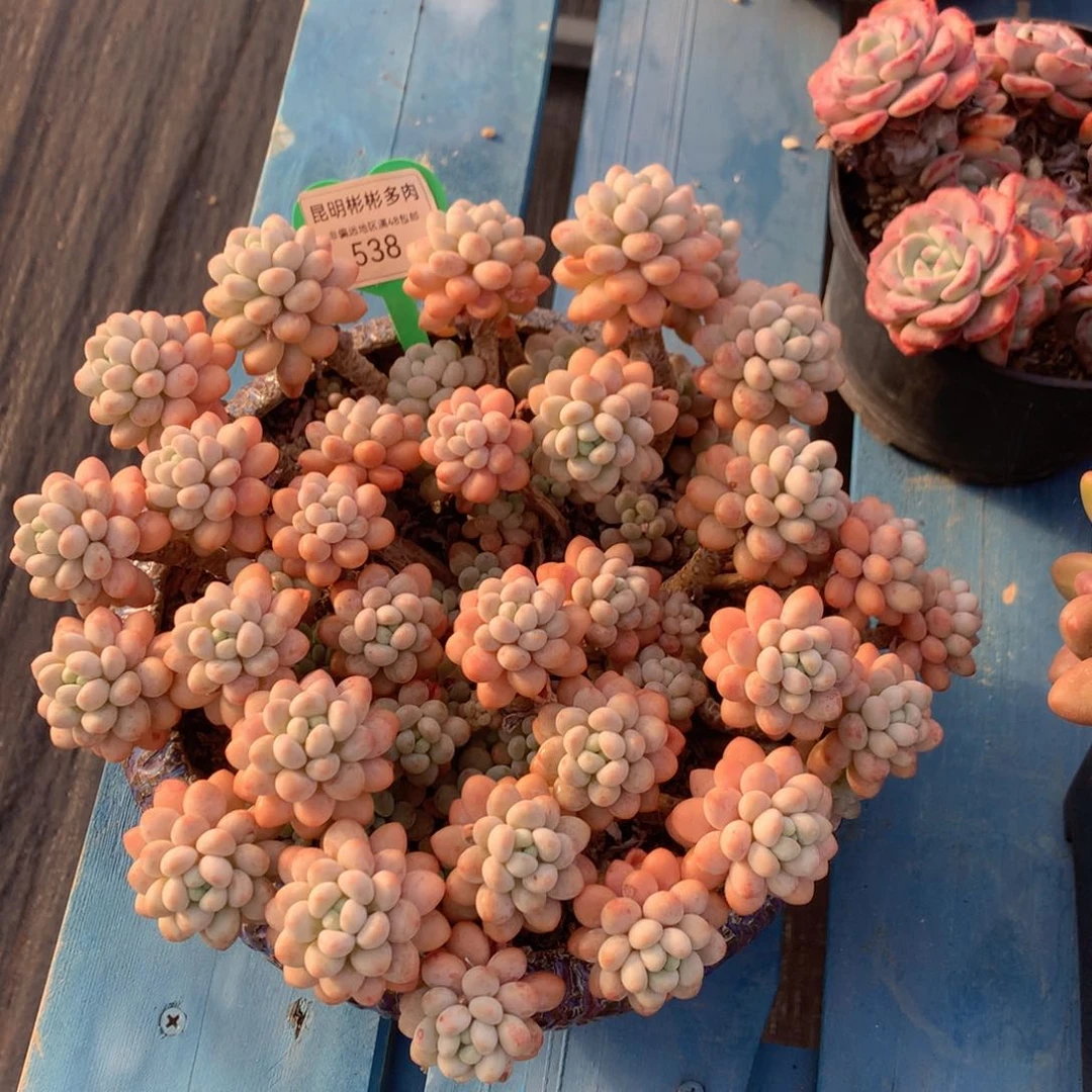 洛可可老桩无砍平头538