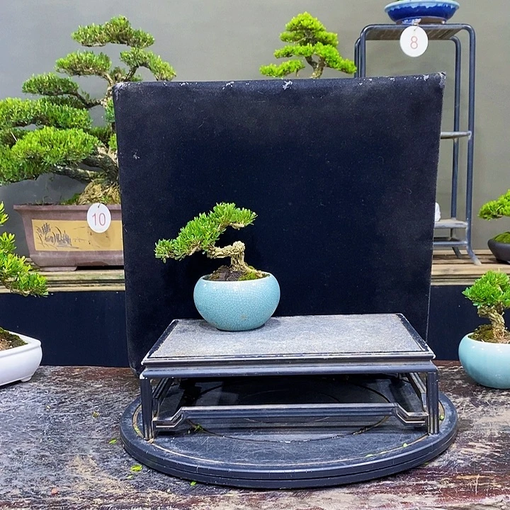无花朵M黄杨盆景四季常青