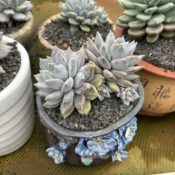 多头紫皮橙魔仙堡多肉植物好养适合新手