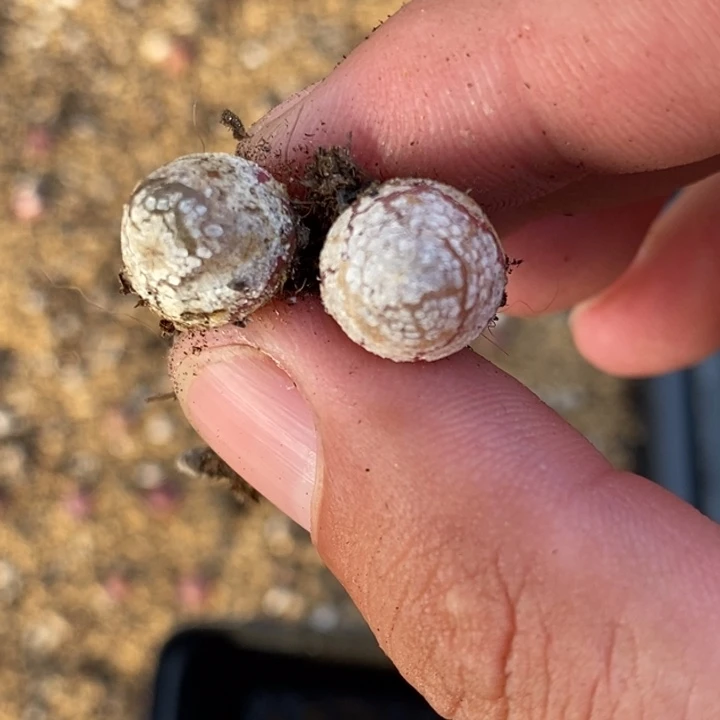 13106两颗一组一组