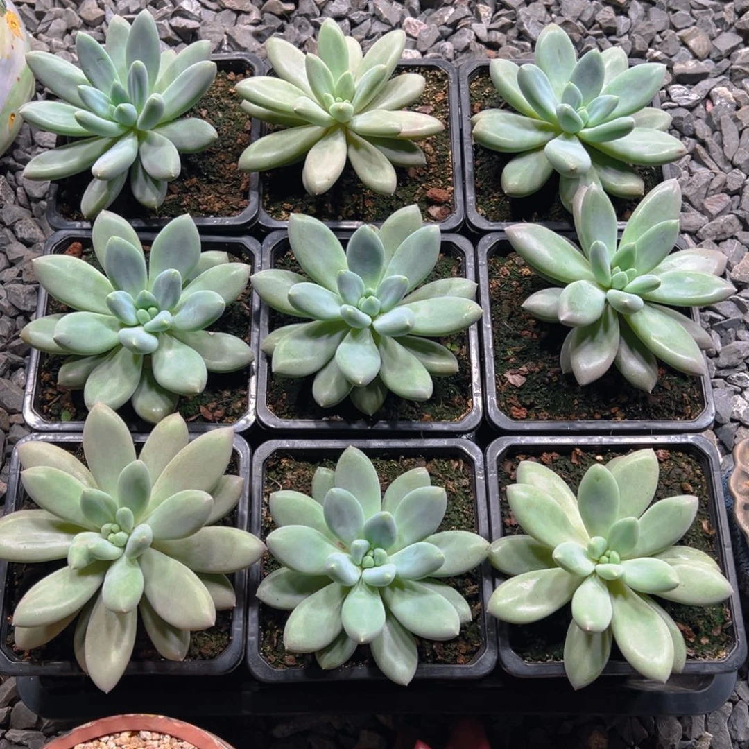 哥特包生死11111111111