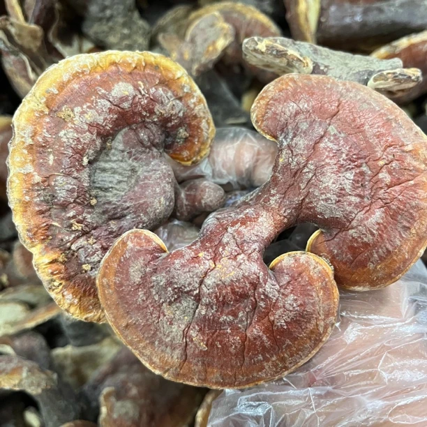 赫凌之参250克-500克