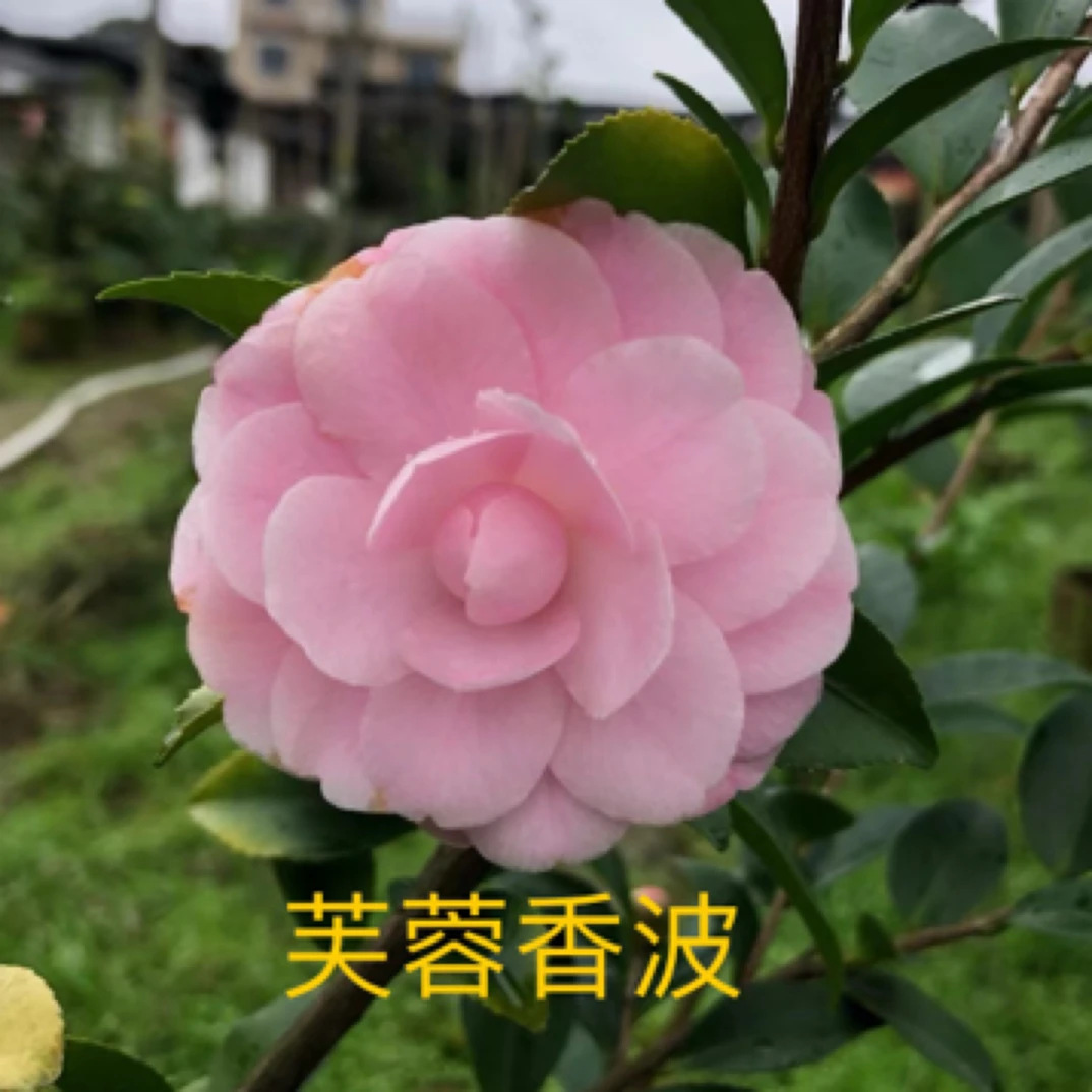 茶花树苗盆栽芙蓉香波紫丁香带花苞嫁接古桩盆栽庭院盆景好养绿植
