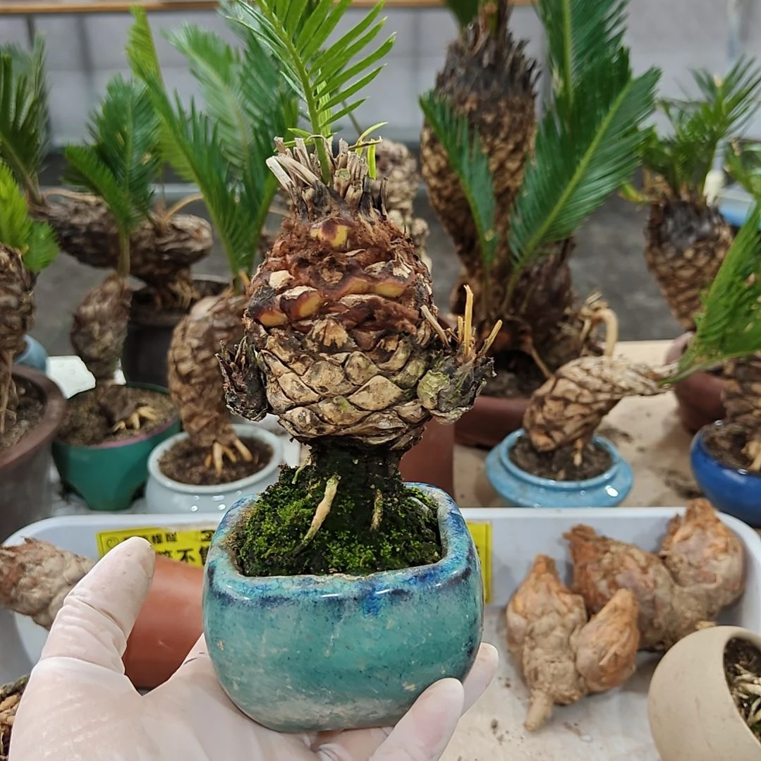 最***待无花朵白鳞铁盆景基地价