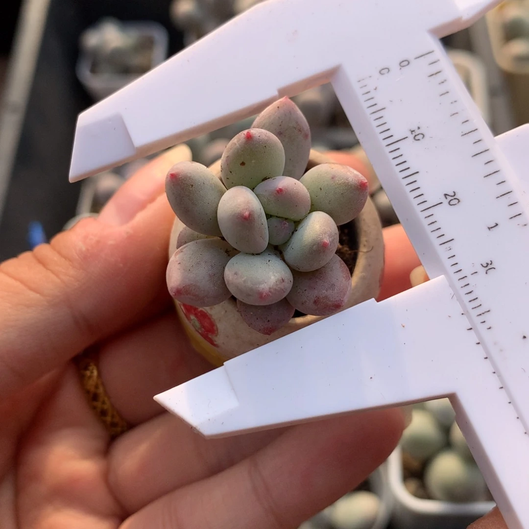 新品雪奶奶酪多肉植物