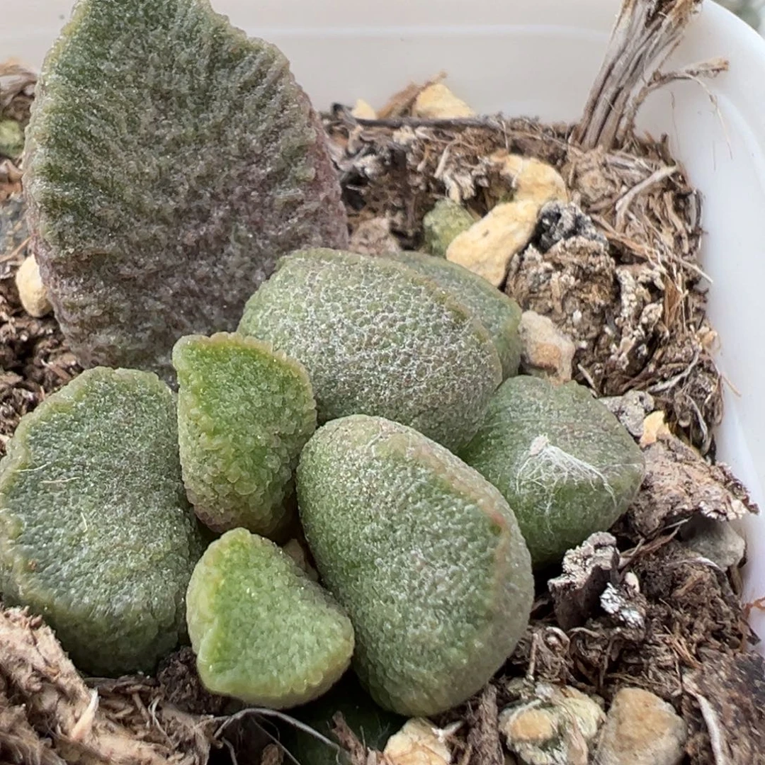 实生新品大苗多肉植物水泡