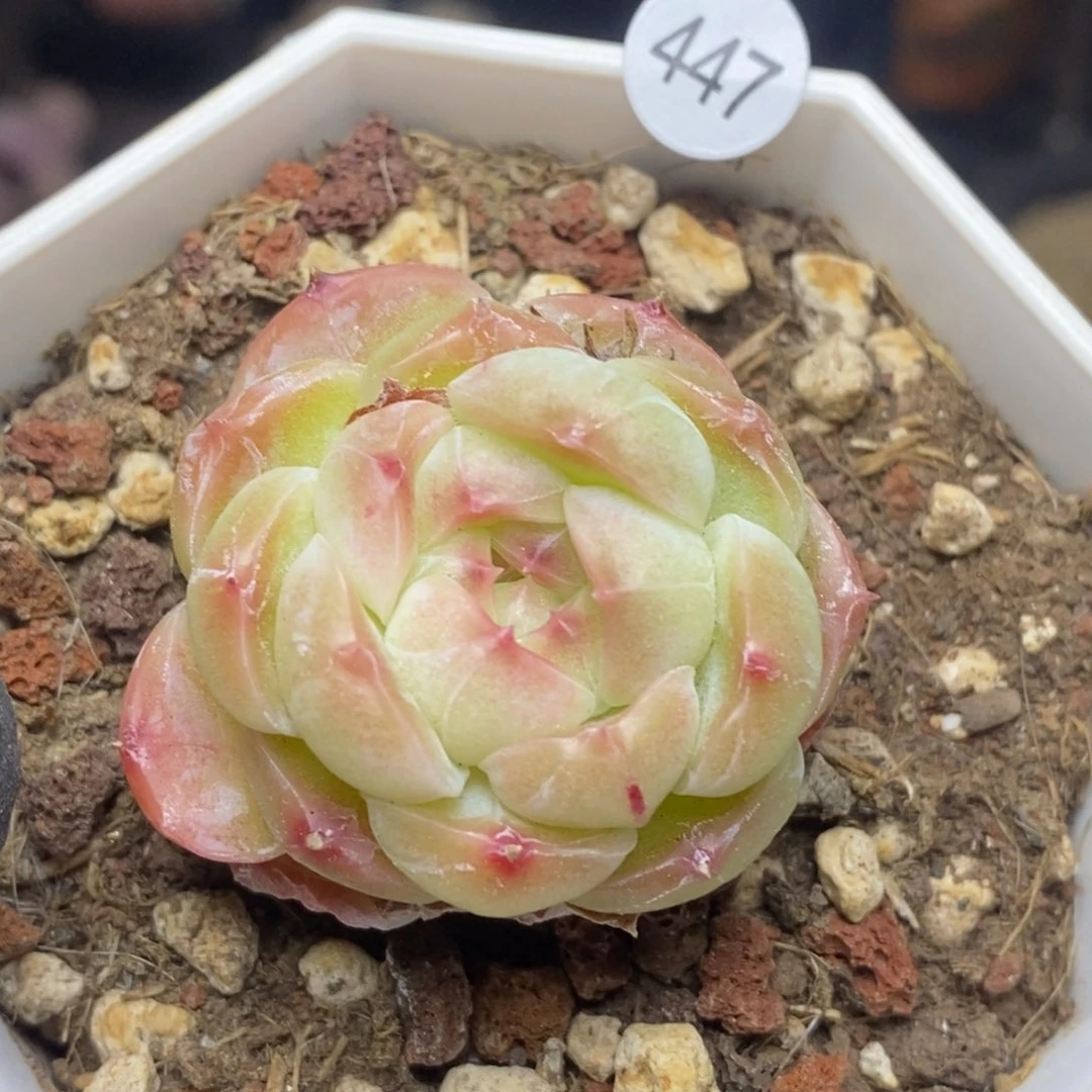 28包邮迷你肉肉MZ447