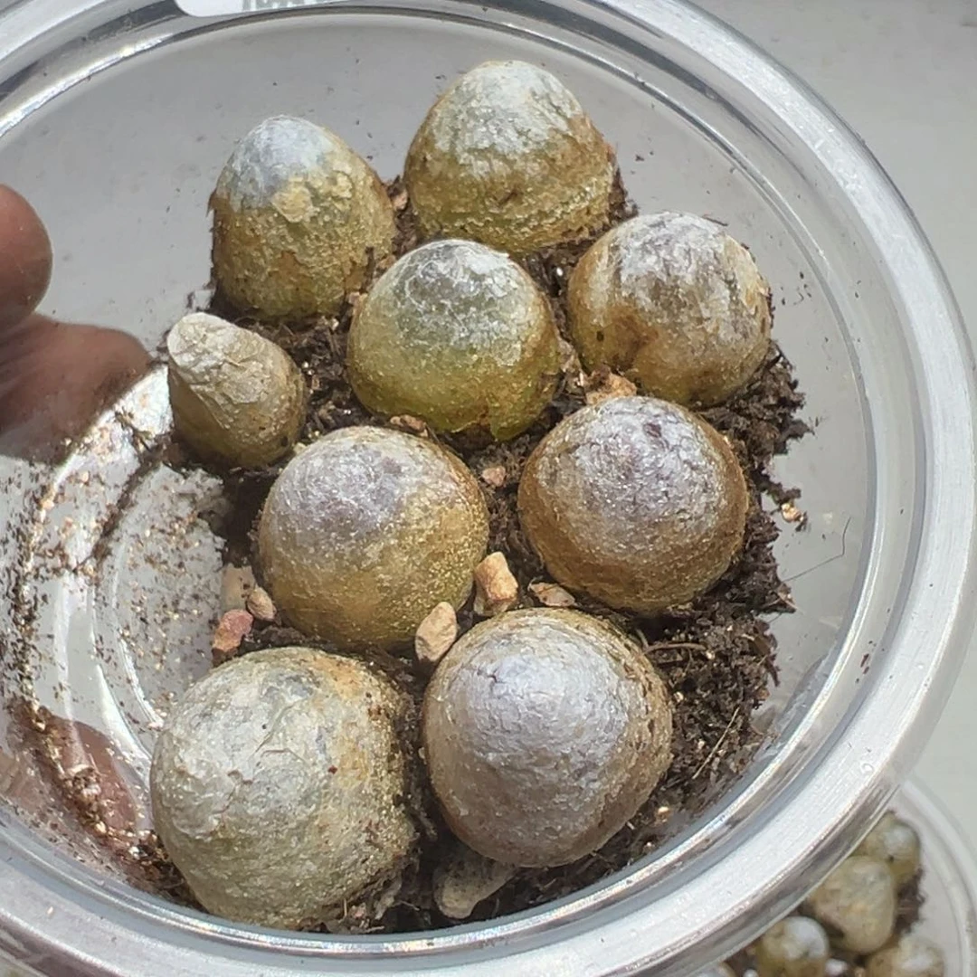 【闪购商品】 592。