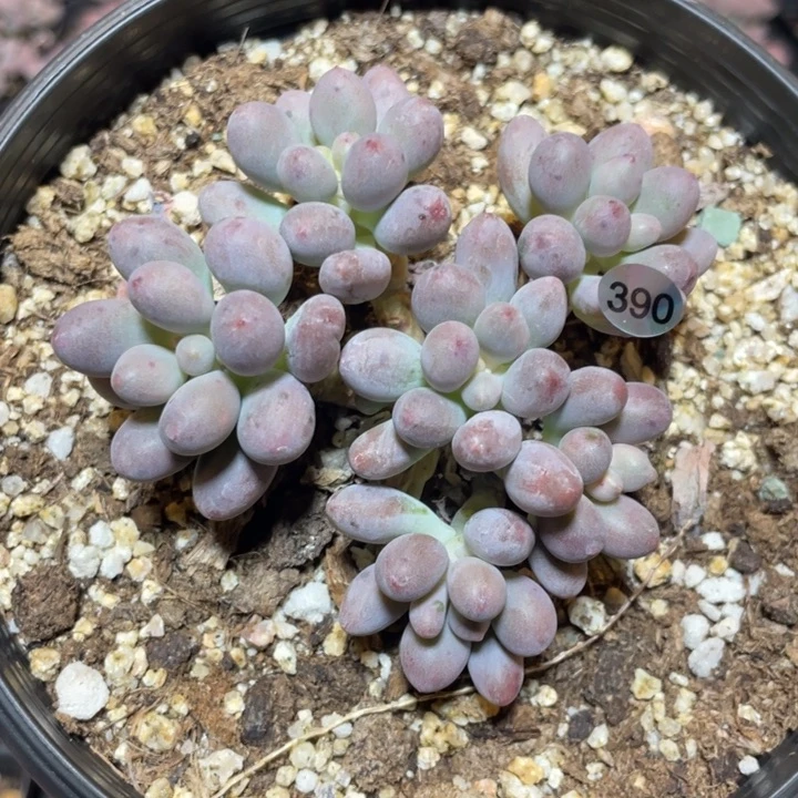 仙子奶酪群生多肉植物