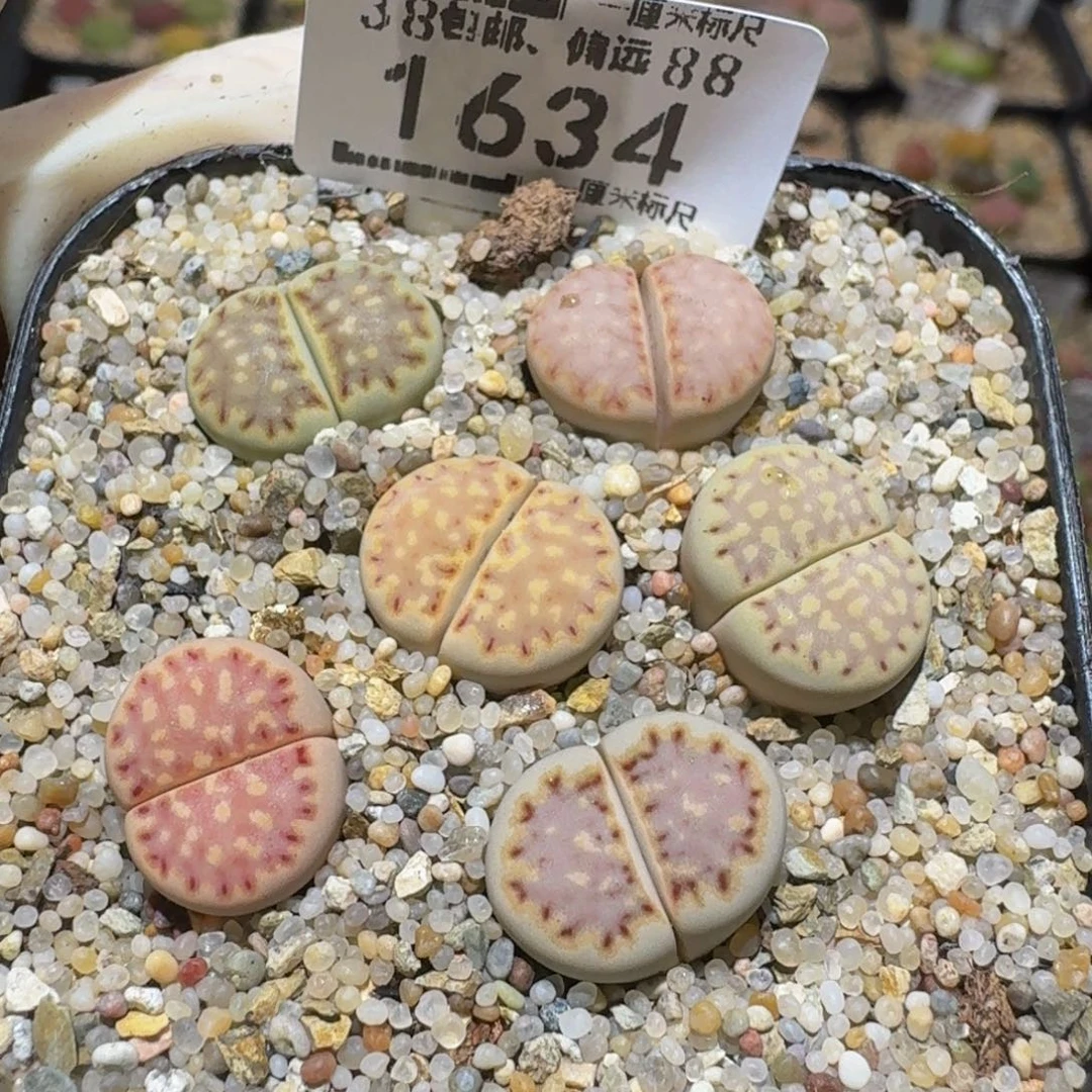 Ssss精品生石花1634