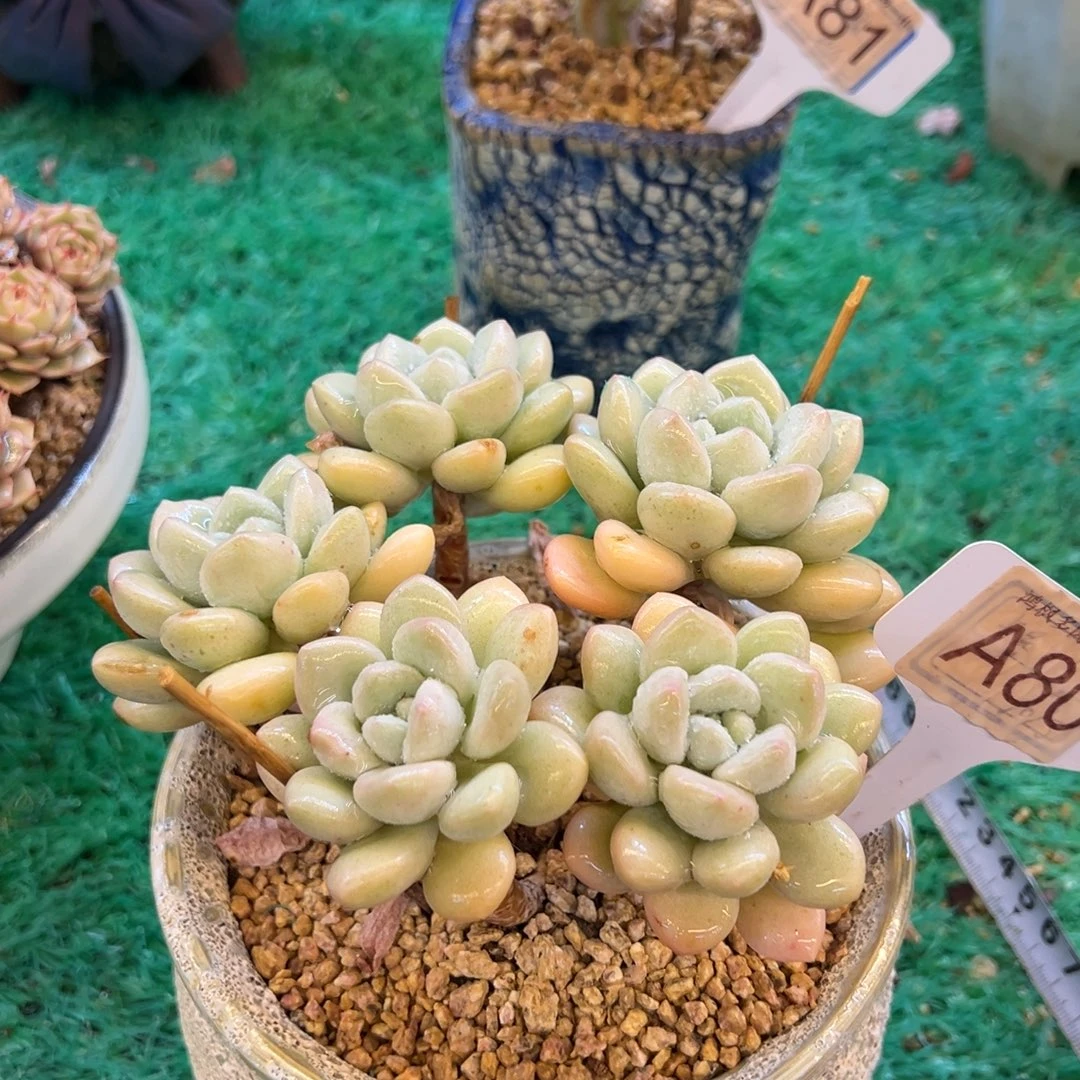 无花朵泡泡糖，，，，，，，，，，，，，