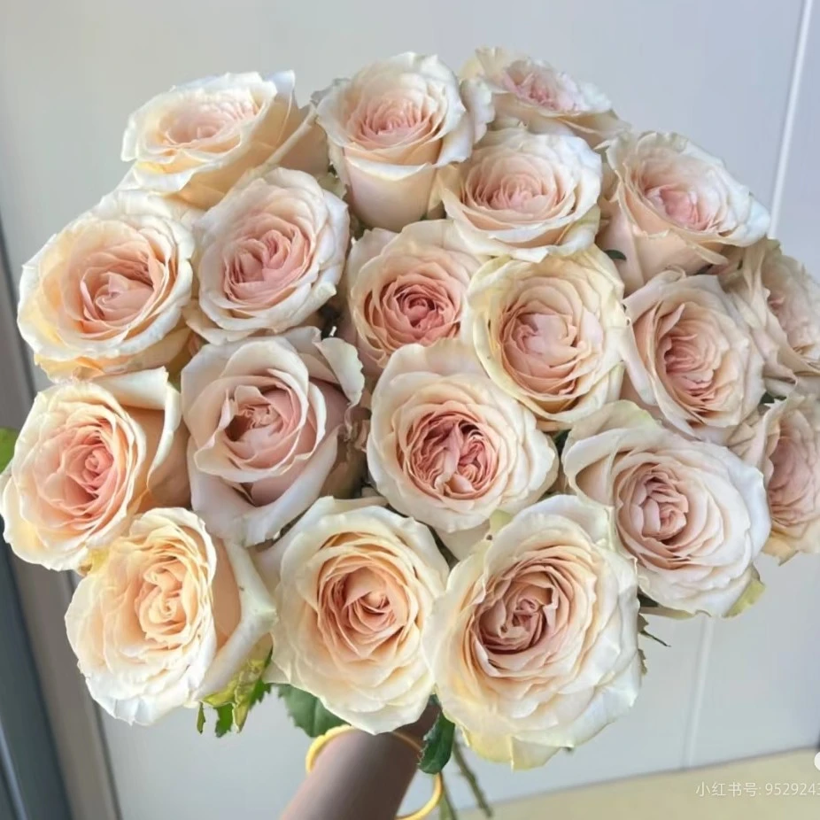 两单包邮！【拾季】玫瑰花、花头比较小，奥斯汀花型，柔和复古色
