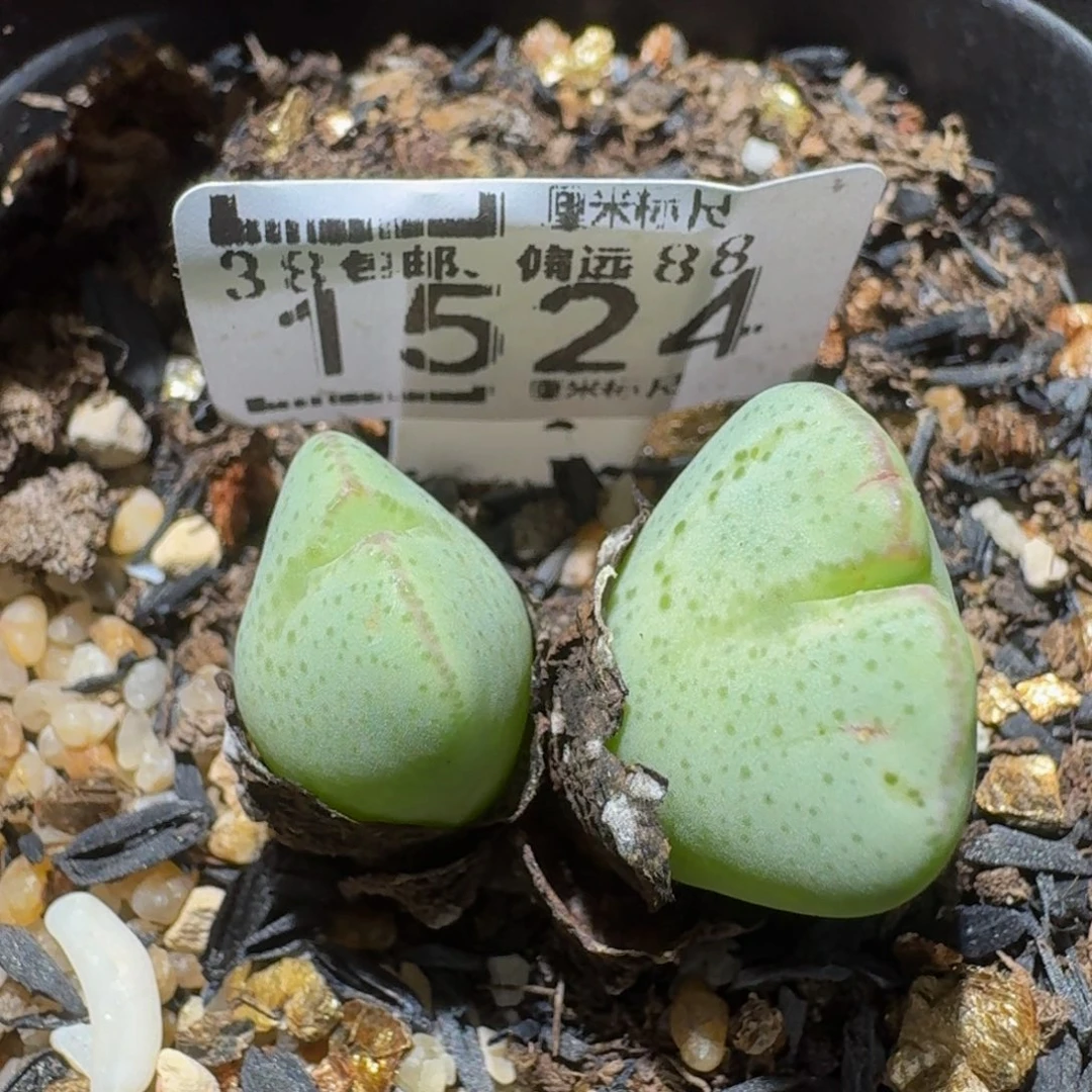 Ssss精品生石花1524少将