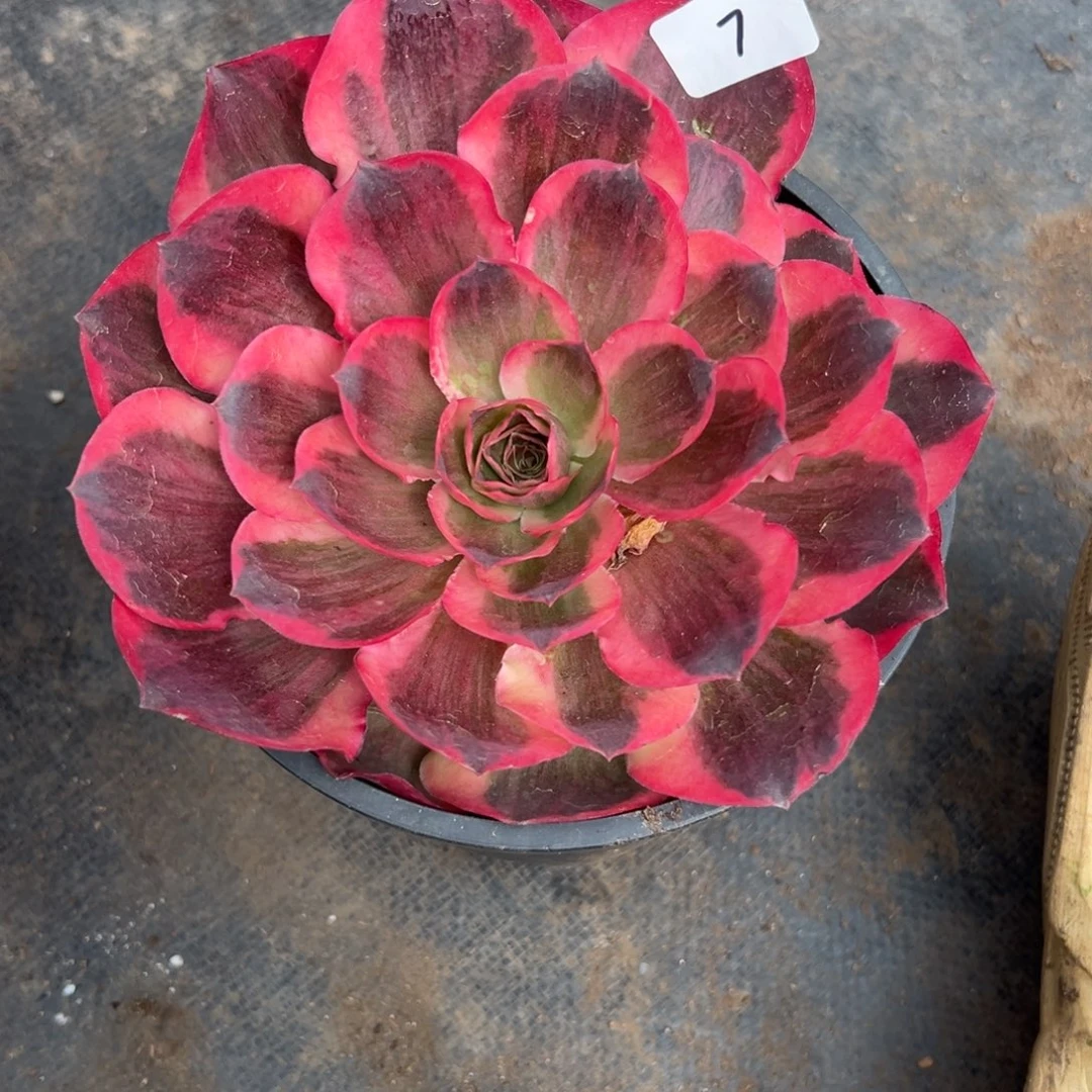 7如意多肉植物系？