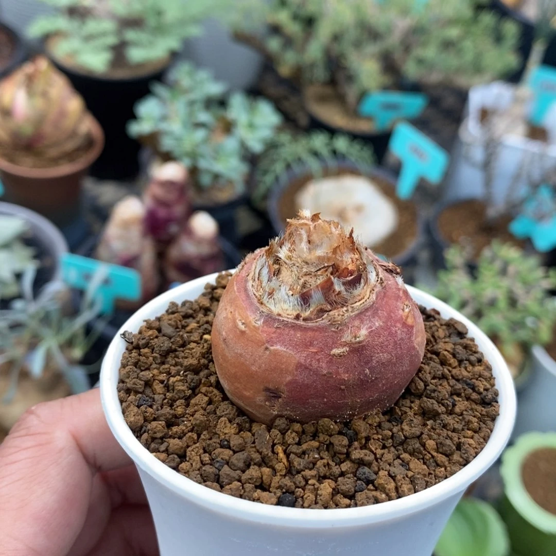 层云杨奎多肉植物